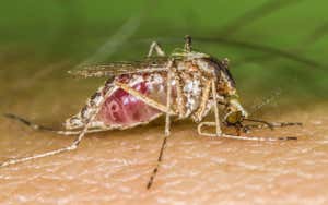 Imagen predeterminada del nuevo científico